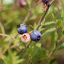 sweet ripe summer blueberries