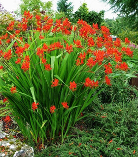 Lucifer Crocosmia