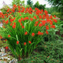 Lucifer Crocosmia with scarlet-red arching flower spikes blooming above sword-shaped green foliage in a sunny garden border