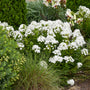 White Luminary Backlight Phlox glowing beside a patio in an evening moon garden