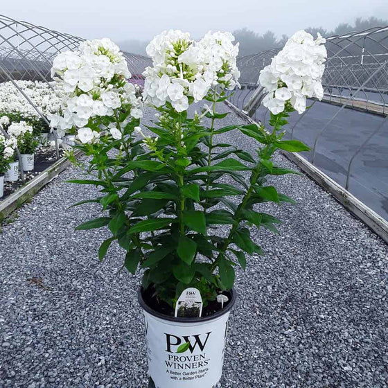 Luminary Backlight Tall Garden Phlox in its signature White Proven Winners Pot