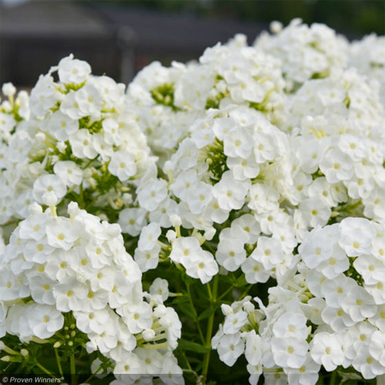 Close-up of Luminary Backlight Phlox showing pure white flowers with subtle pale yellow centers