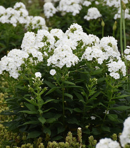 Luminary® Backlight Tall Garden Phlox