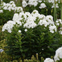 Luminary Backlight Tall Garden Phlox covered in fragrant pure white flower panicles above dense dark green foliage