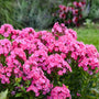 Large pink-and-white flower panicles of Luminary Pink Lightning Phlox above dark green foliage