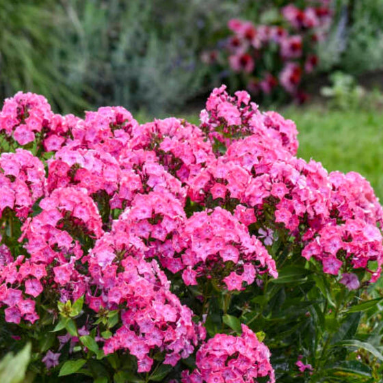 Large pink-and-white flower panicles of Luminary Pink Lightning Phlox above dark green foliage