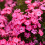Close-up of Luminary Pink Lightning Phlox showing bright pink petals and contrasting white starburst flower centers