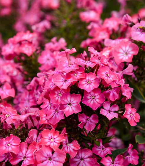 Close-up of Luminary Pink Lightning Phlox showing bright pink petals and contrasting white starburst flower centers
