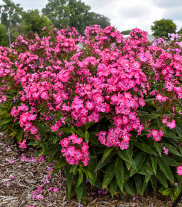 Luminary® Pink Lightning Tall Garden Phlox