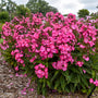 Luminary Pink Lightning Tall Garden Phlox covered in large true-pink flowers with crisp white starburst centers