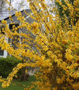 Lynwood Gold Forsythia