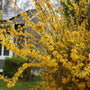 unpruned lynwood gold forsythia in the landscape with vibrant golden blooms in a front yard landscape