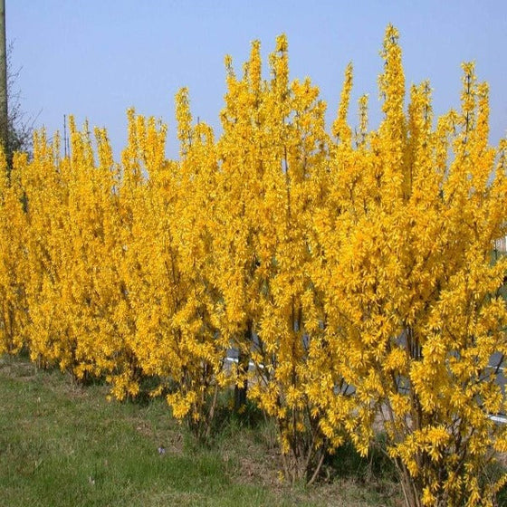 Lynwood Gold Forsythia