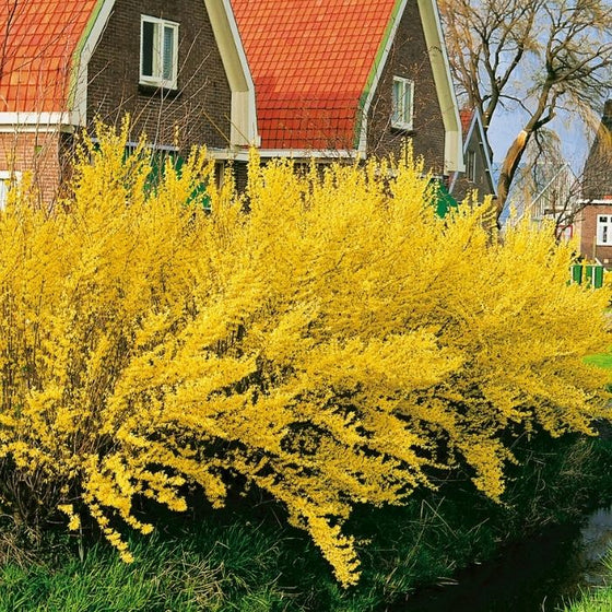 Lynwood Gold Forsythia shrub yellow spring flowers