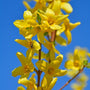 Lynwood Gold Forsythia shrub bright yellow flowers