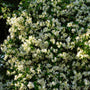 close up of madison star jasmine plant
