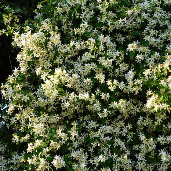 close up of madison star jasmine plant