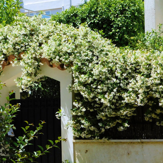 madison hardy star trailing vine growing in mass over a garden arbor