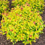 magic carpet spirea has bright green foliage with red at the ends