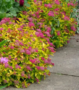 Magic Carpet Spirea