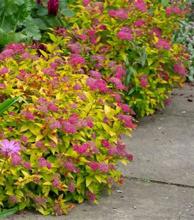 Magic Carpet Spirea