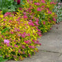 Magic Carpet Spirea shrub with bright pink flowers and gold foliage