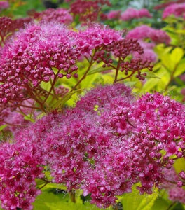 Magic Carpet Spirea