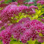 magic carpet spirea has bright pink blooms