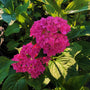 Ruby Red Hydrangea shrub in partial bloom with bright pink clusters