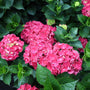close up blooms on the magical ruby red hydrangea
