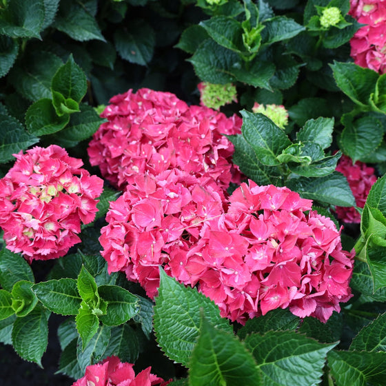 close up blooms on the magical ruby red hydrangea