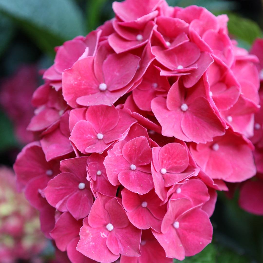 Magical® Ruby Red Hydrangea for Sale | Compact Red Blooms