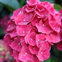 close up view of the magical ruby red hydrangea
