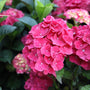 hot pink hydrangea in bloom
