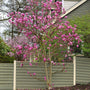 gorgeous vibrant fuchsia blooms on Magnolia Ann in the early spring landscape