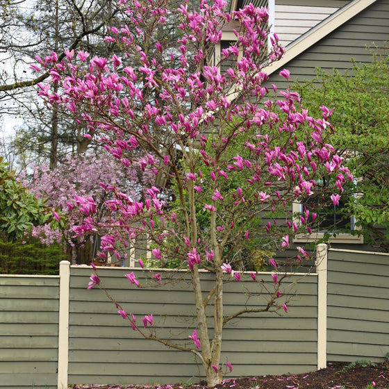 gorgeous vibrant fuchsia blooms on Magnolia Ann in the early spring landscape