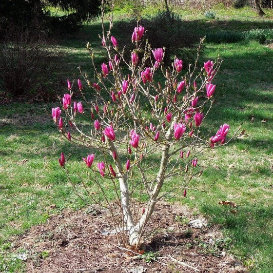 Small Magnolia Betty Tree in bloom