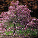 Magnolia Betty Tree Blooming with bright pink flowers in the spring