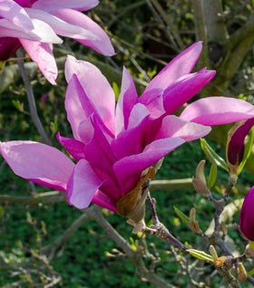 Magnolia Betty Tree