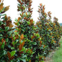 Bracken's Brown Beauty Magnolia Trees planted as a privacy Screen