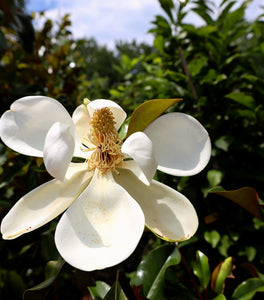 Magnolia Bracken's Brown Beauty