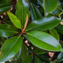 The Classic Southern Magnolia Leaves of Bracken's Brown Beauty Magnolia Trees