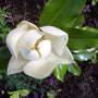 pure white southern Magnolia Flower of Bracken's Brown Beauty Magnolia Trees
