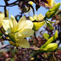 Close up of Magnolia Butterflies