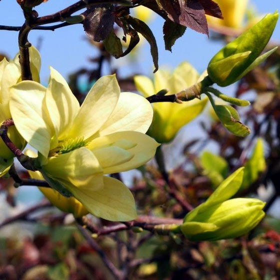 Close up of Magnolia Butterflies