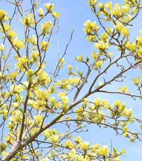 Magnolia Butterflies