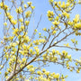 sunny yellow flowers of Magnolia Butterflies in early spring