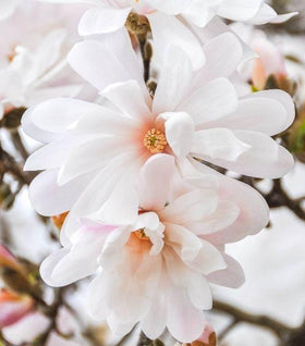 Magnolia Centennial Blush