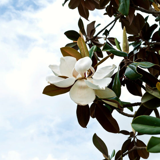 dd blanchard magnolia blooms