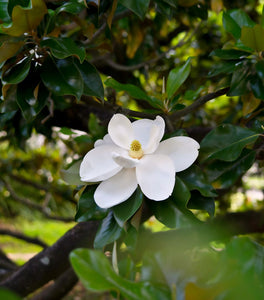 D.D. Blanchard Magnolia